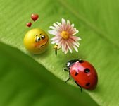 pic for Ladybug 